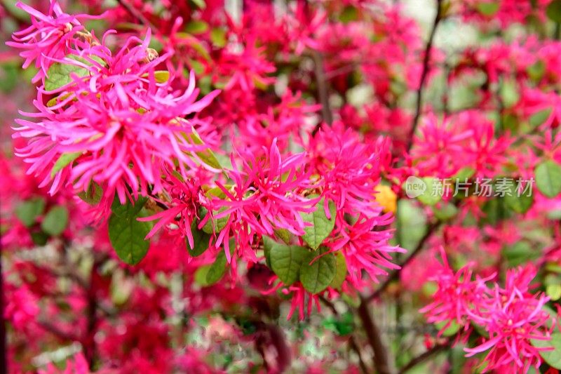 中国流苏花/檵木